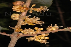 Actinodaphne hookeri